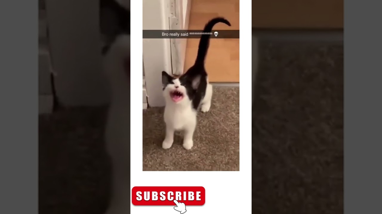 Funny Cat Viral Compilation :) :) Shorts