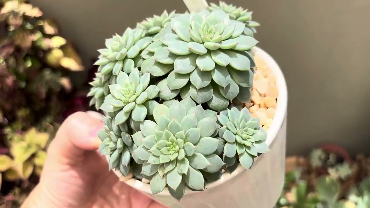 ELAS CRESCEM MUITO! #suculentas #plantas #jardim #identificaçãodesuculentas 