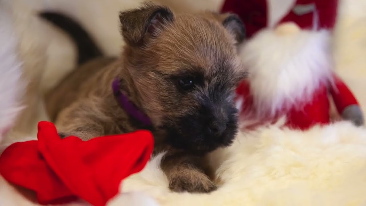 Cairn Terrier Puppy 0-4 months - HD 1080p