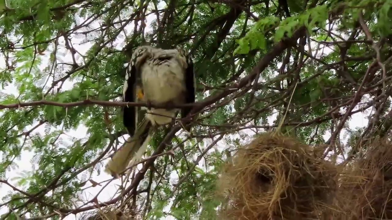 Southern Yellow billed Hornbill and White browed Sparrow Weaver in Hwange National Park, Zimbabwe