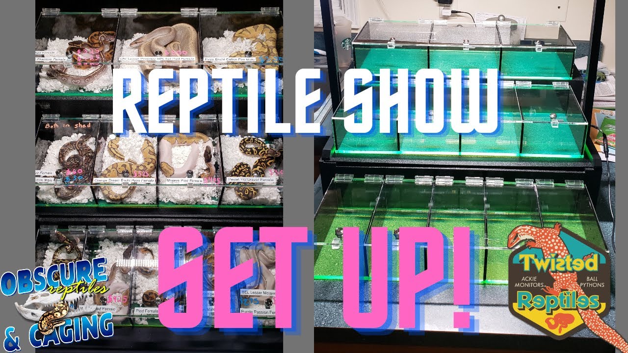 Reptile Show Set Up!