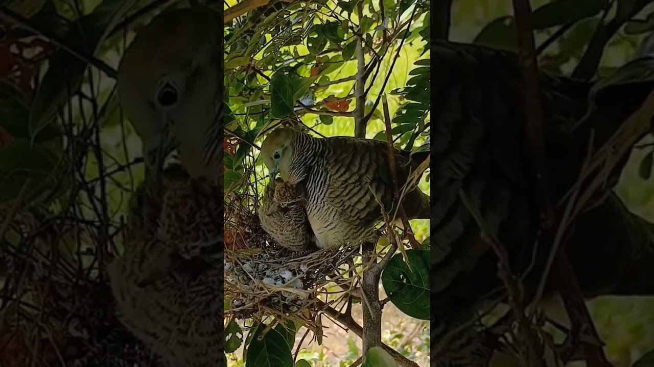 Wildlife Documentary: Witnessing Baby Dove Birds Thriving in Their Nest