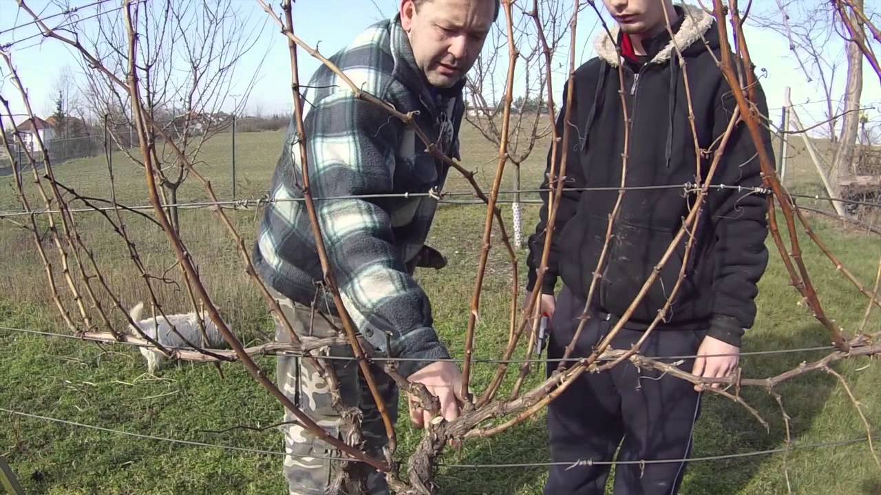 Stř&iacute;h&aacute;n&iacute; vinn&eacute; r&eacute;vy