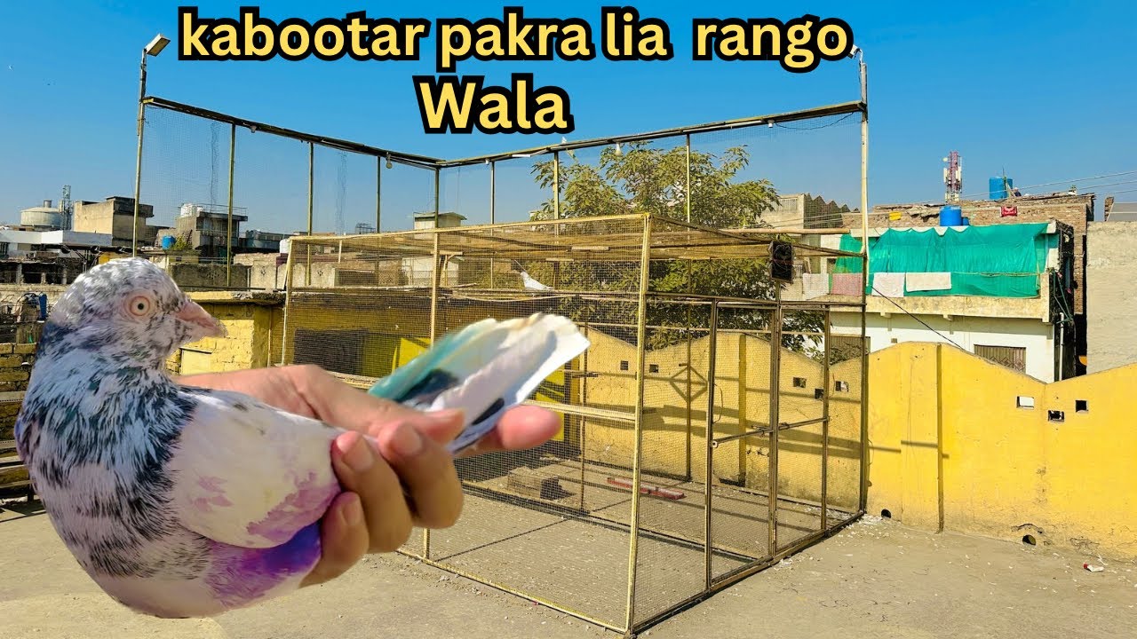 Kisi ka awara kabootar pakr Lia 😜 | Dar pigeons club |