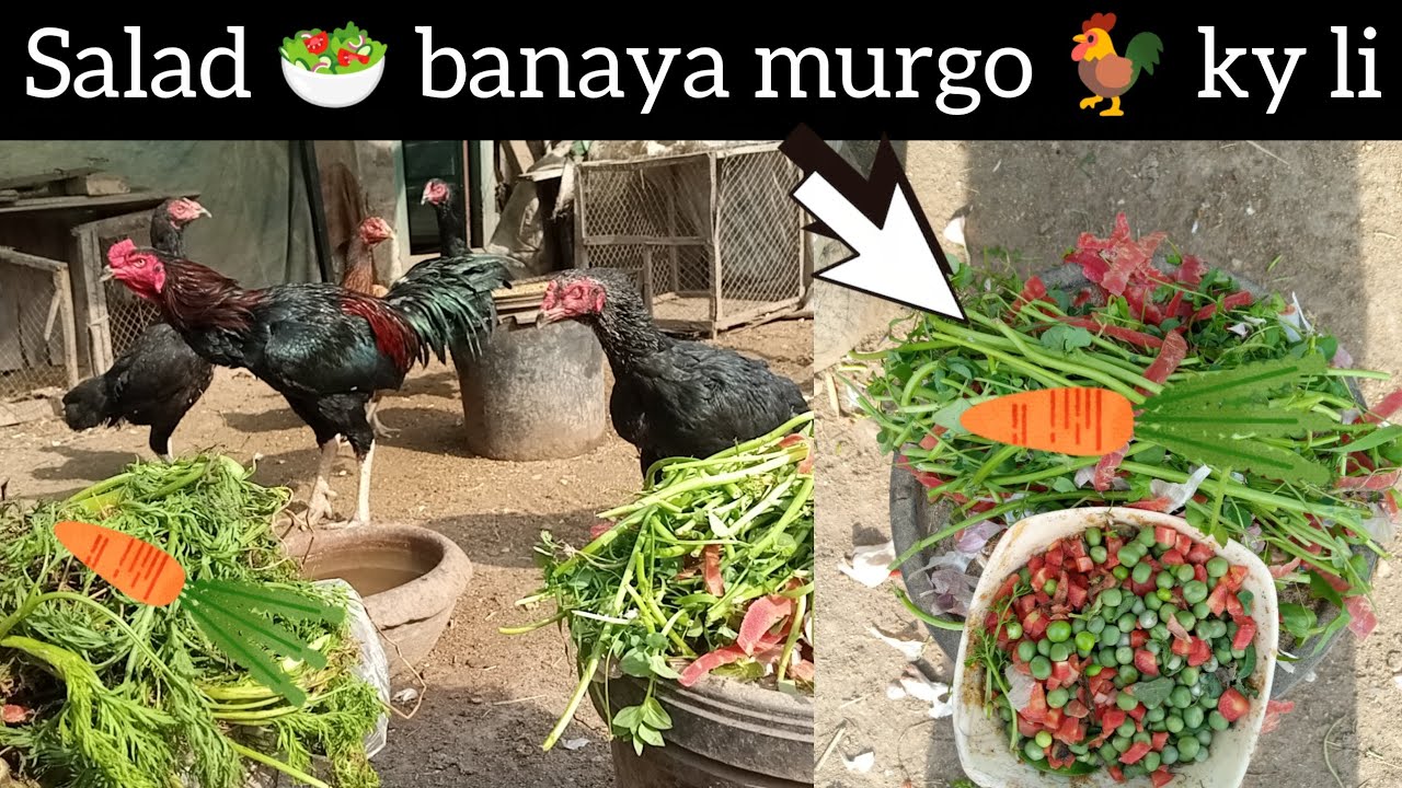 Salad 🥗 banaya murgo 🐓 ky liy like and subscribe thanks for watching 💖
