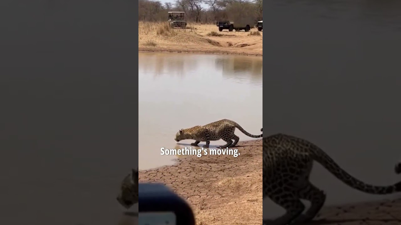 🔥 Hippo Tried to Stop It&hellip; But Couldn&rsquo;t Do Anything