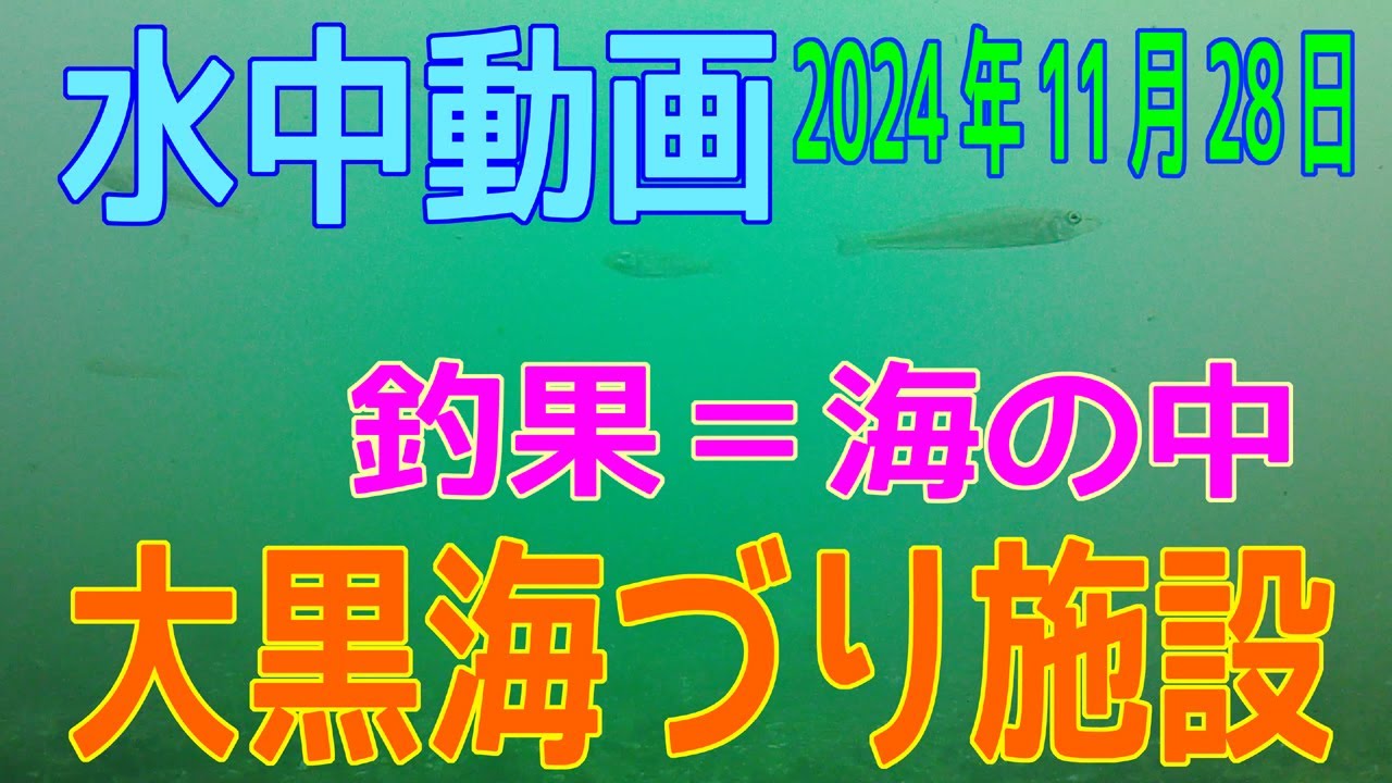 水中動画（2024年11月28日）in　大黒海づり施設