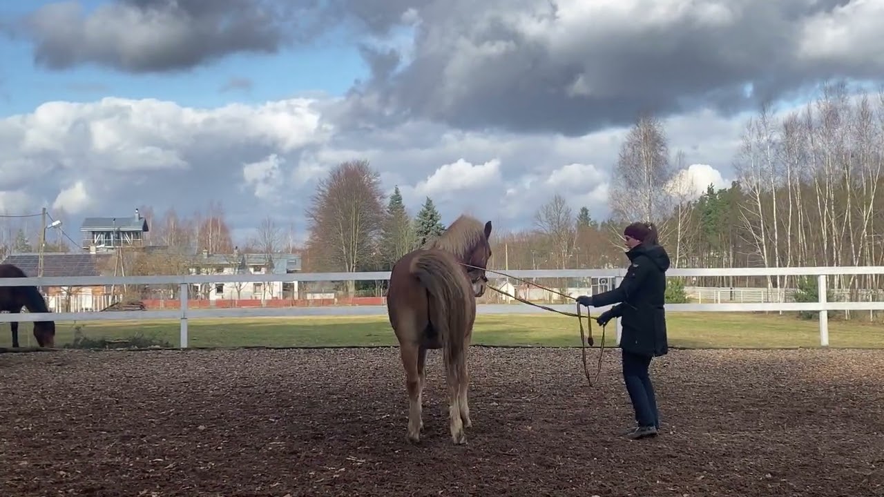 Practicing school halt, school walk, and the beginning of levade with Minor