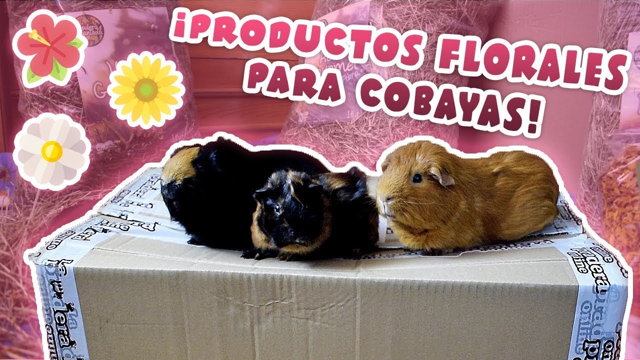 🌻 ¡UNBOXING FLORAL PARA COBAYAS! 🌼🌺🐹📦 Nuevos henos con flores, snacks de flores...