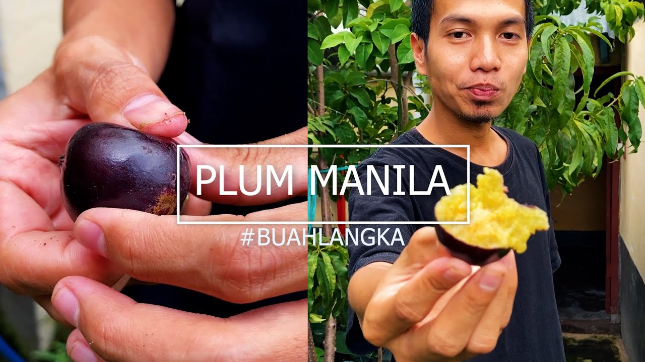 BUAH LANGKA. PLUM MANILA BERBUAH TERUS DI PLANTERBAG 50 L !!!!