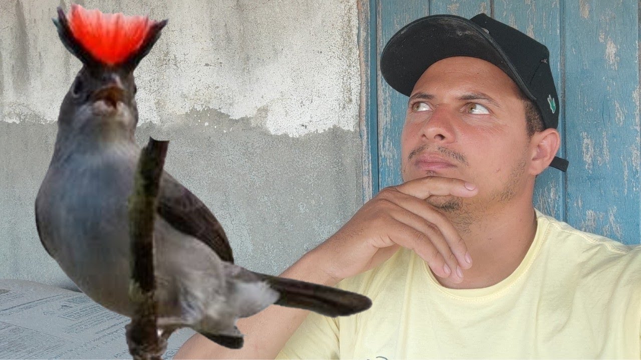 Soldadinho, o passarinho que eu gosto de criar e tem um manejo fácil