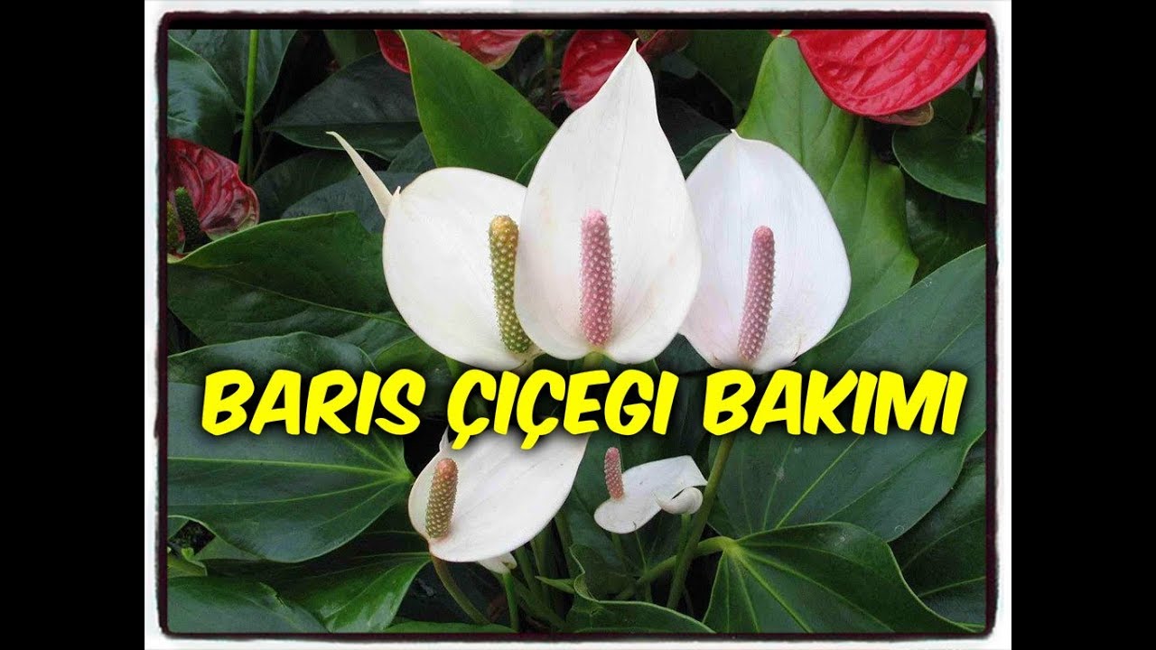 BARIŞ ÇİÇEĞİ BAKIMI (SPATHİPHYLLUM)