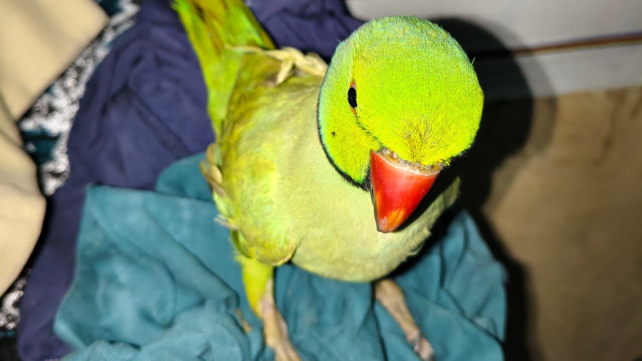 Chiku Don is live! #trending #parrot #talkingparot #shortvideos #shorts @abukeshorts @pablofamily 