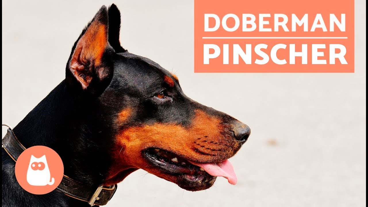 TOUT sur la race DOBERMANN PINSCHER : caractère, physique, éducation
