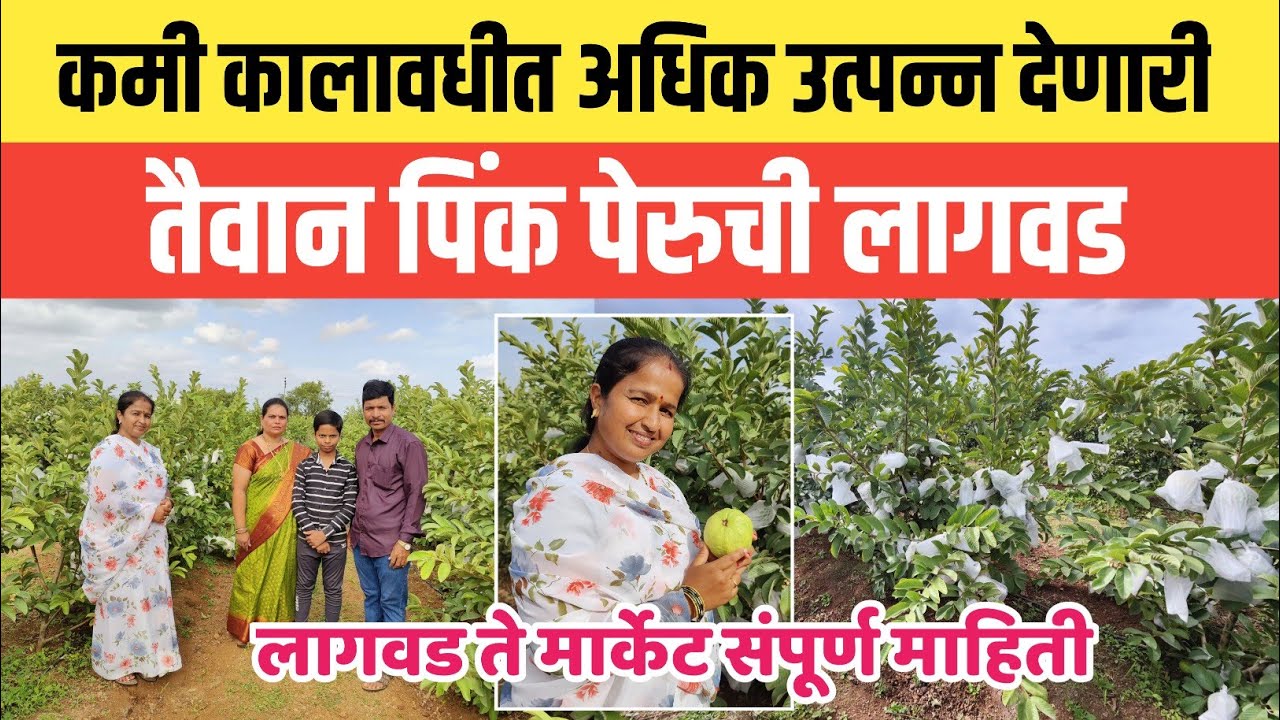 कमी कालावधीत अधिक उत्पन्न देणारी  तैवान पिंक पेरूची लागवड | लागवड ते मार्केट संपूर्ण माहिती
