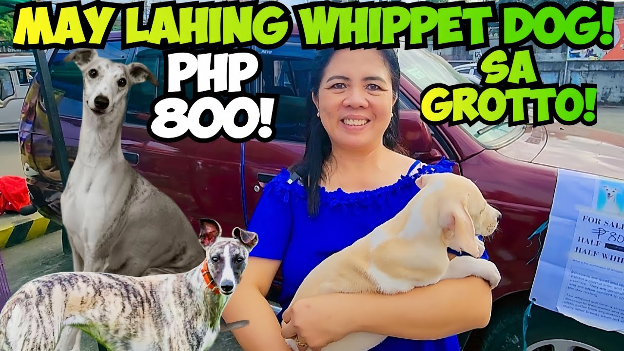 MALAKI ITO PAG LAKI! PWEDE MO NG GAWING GUARD DOG! GROTTO PET MARKET UPDATE