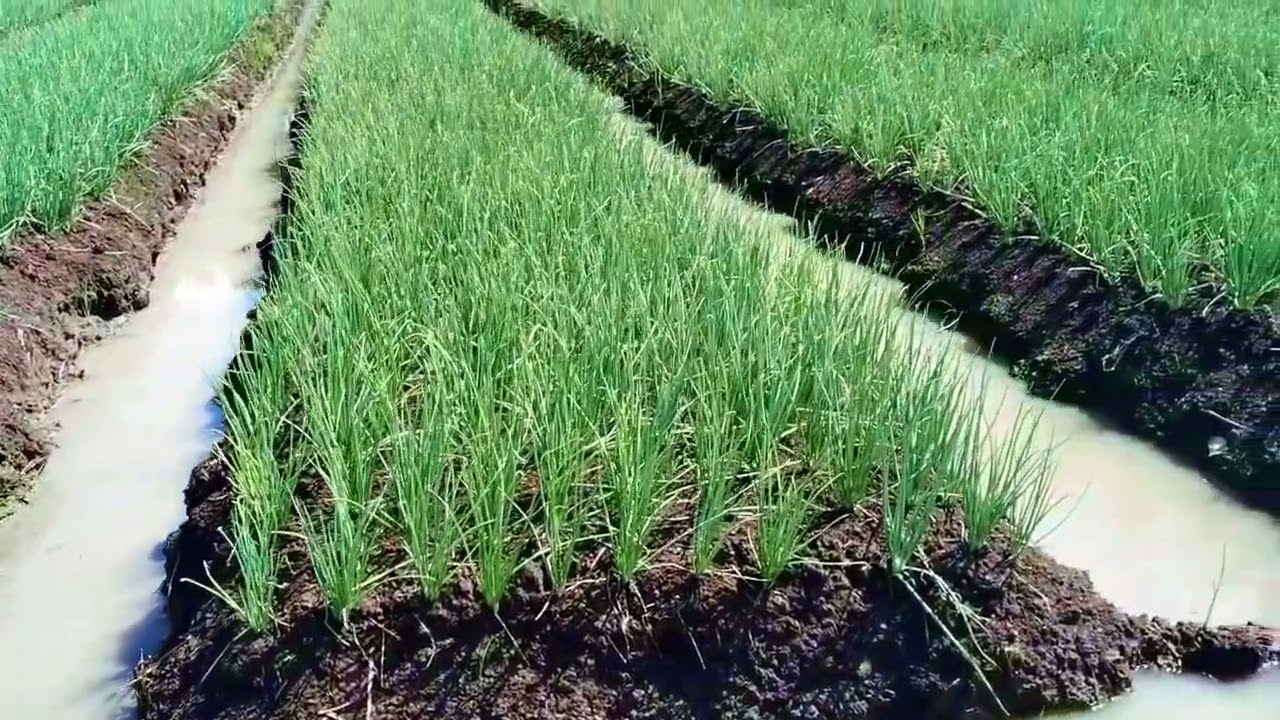 Pemupukan terakhir saat bawang merah usia 26 hari di musim penghujan