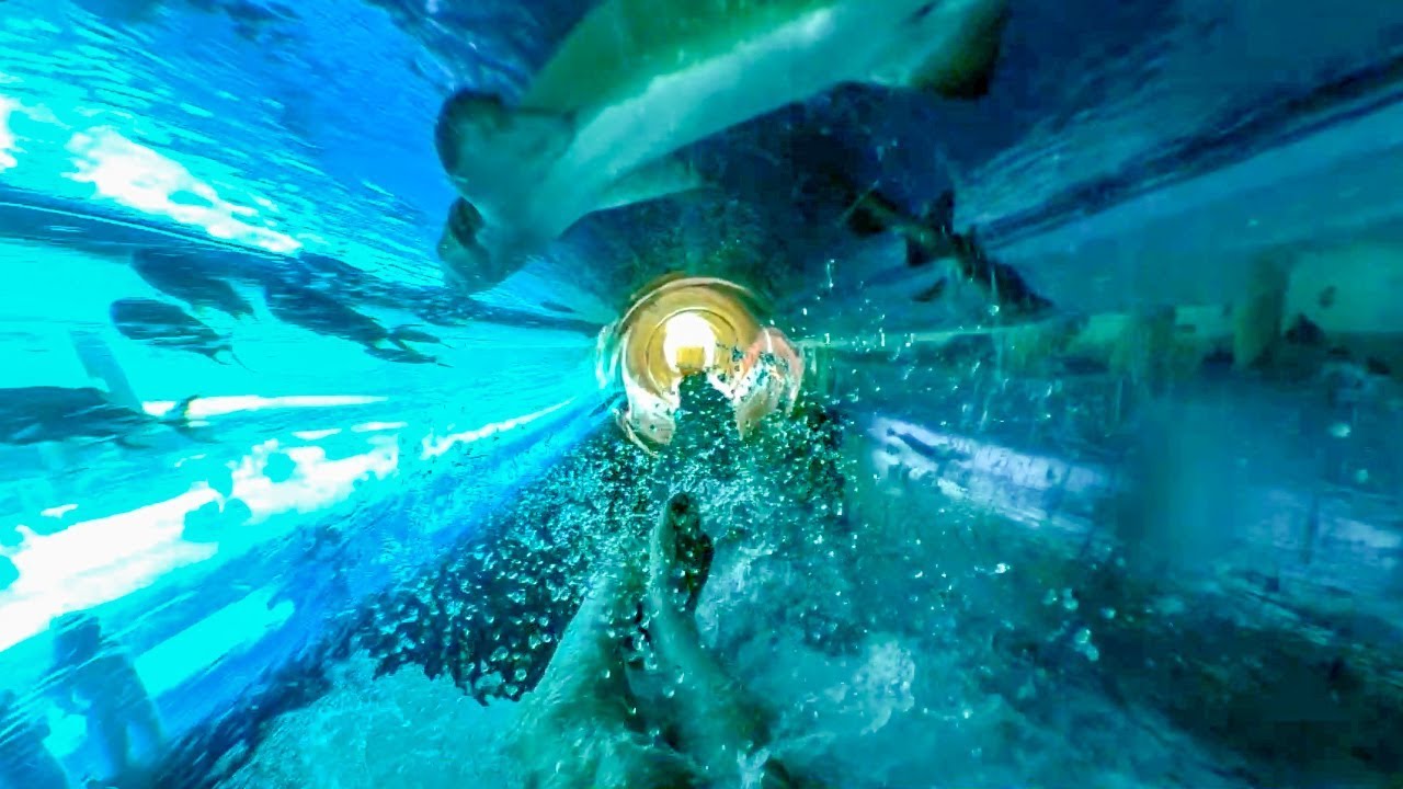 Waterslide Through SHARK TANK | Golden Nugget Casino Las Vegas