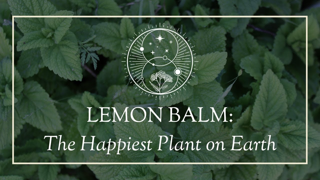 Lemon Balm: The Happiest Plant on Earth