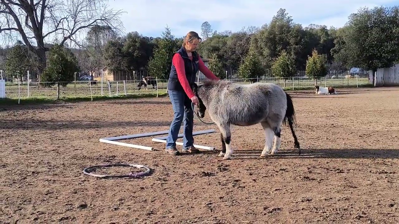 5 Minute In Hand Obstacle Practice with your Miniature Horse