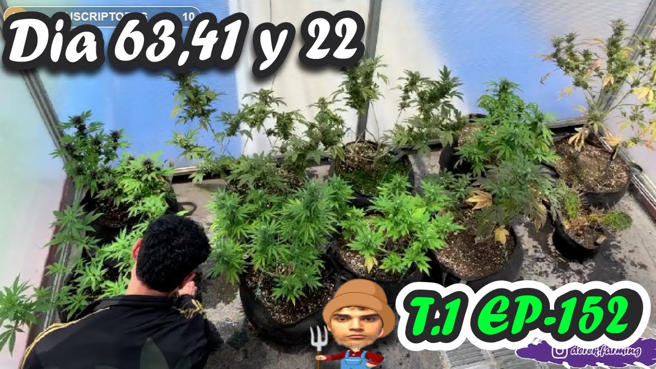 ACTUALIZACION Y RIEGO / D&Iacute;A 63,41 y 22 DE FLORA// T1 E152 -  Derek Farming