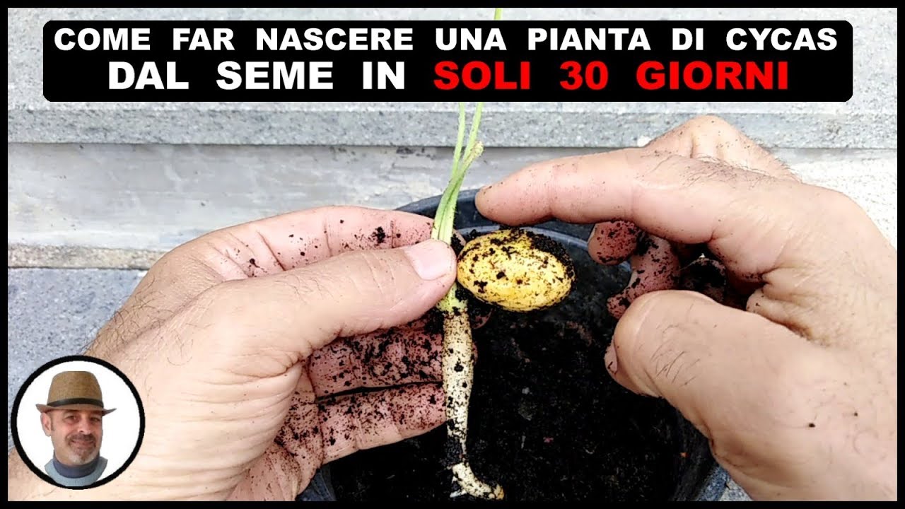 FAR NASCERE UNA CYCAS DAL SEME IN SOLI 30 GIORNI