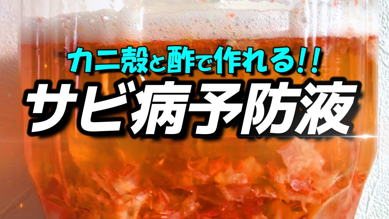 玉ねぎ・ネギ・ニラ・ニンニクに効く!!サビ病をカニ殻とお酢で防ごう!!手抜きキチン質酢液の作り方・使い方
