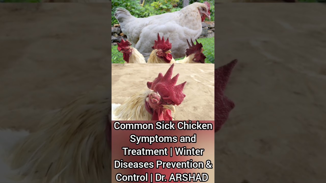 Common Sick Chicken Symptoms and Treatment in Cold Weather in Pakistan | Dr. ARSHAD | Part 3