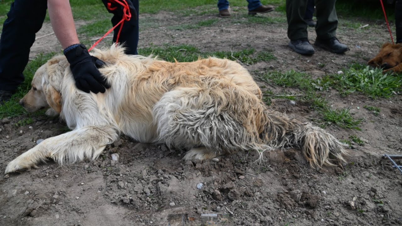 83 dogs found in 'deplorable conditions' in Utah County homes