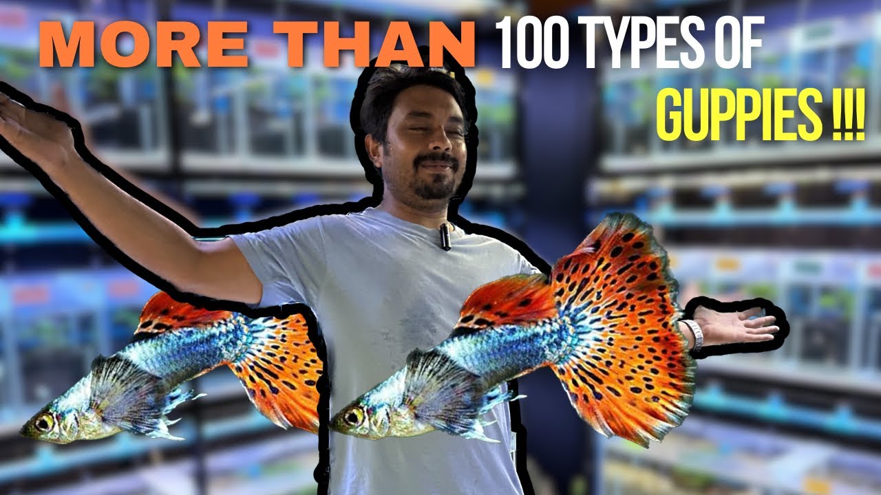 How to Breed Guppies from Award Winning Farm Breeder