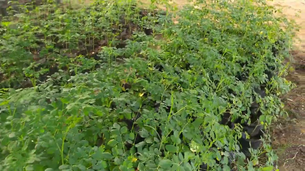 moringa para la alimentación animal.