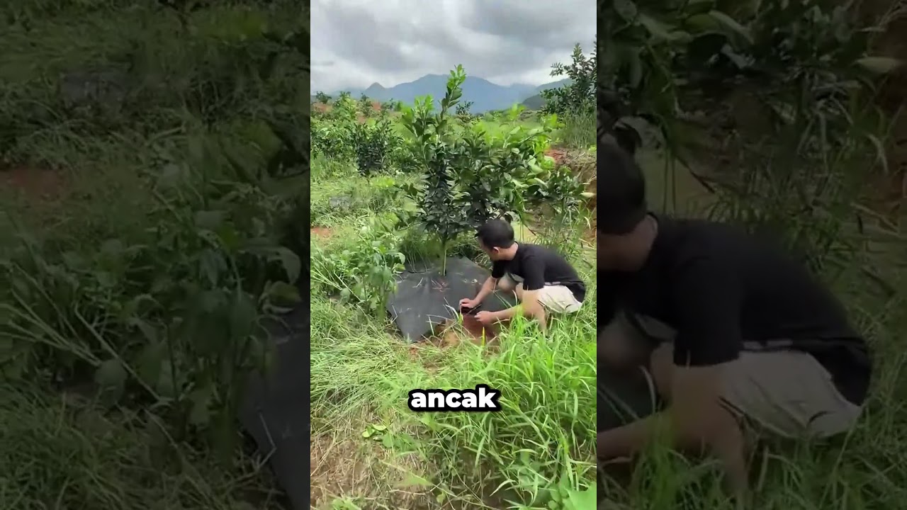 &Ccedil;in, Yabani Otları Kolayca Yok Etmenin Yolunu Buldu!😱