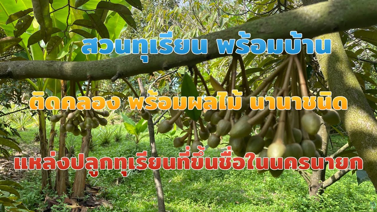 #สวนทุเรียน ป่าขะ นครนายก พร้อมบ้าน ติดคลองบ้านนา ทุเรียนอายุ 4 ปี พร้อมเก็บเกี่ยว ผลผลิต EP. 667