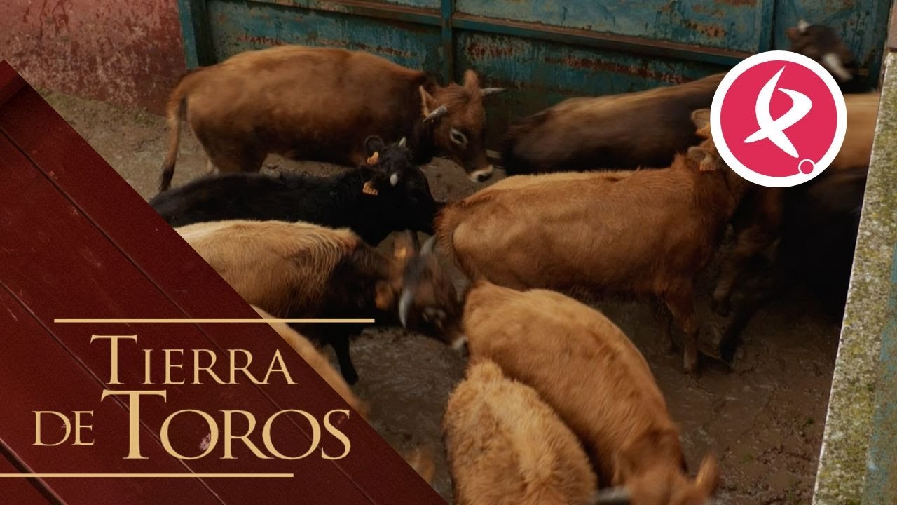 Separando los becerros del herradero | Tierra de Toros