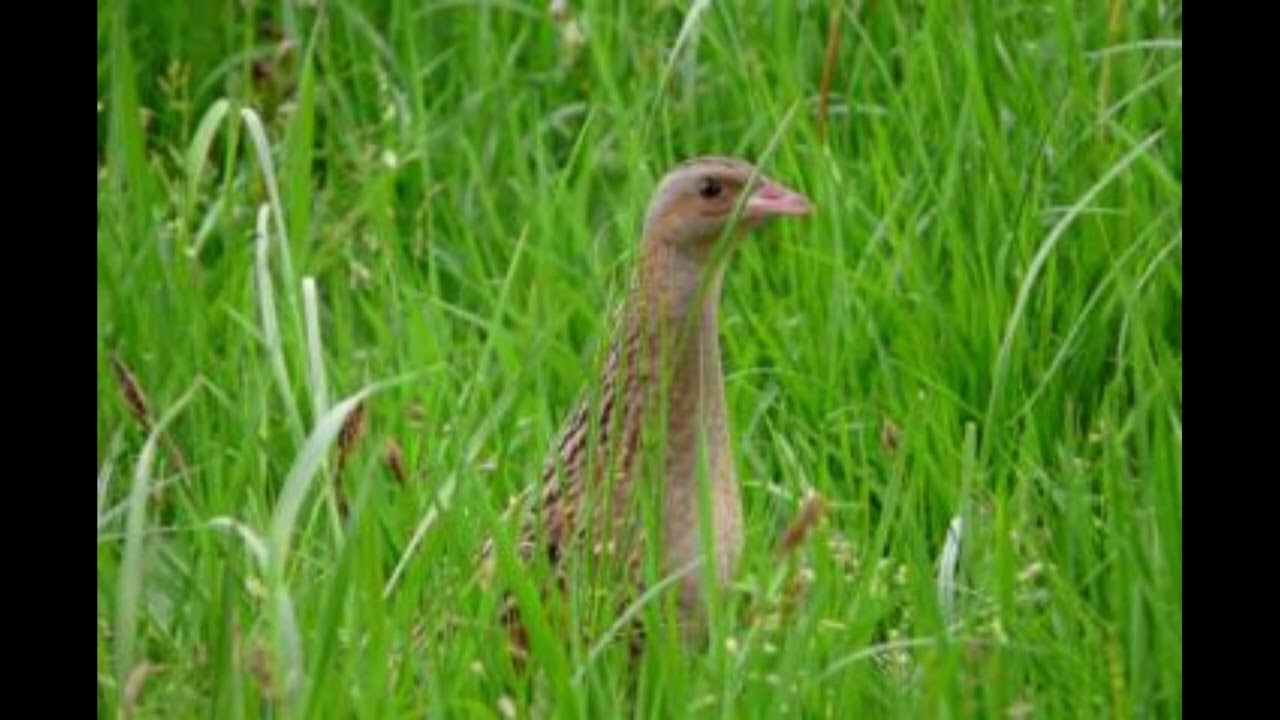 Vogel der Woche   der Wachtelkönig oder vom Verstummen der Wiesenvögel