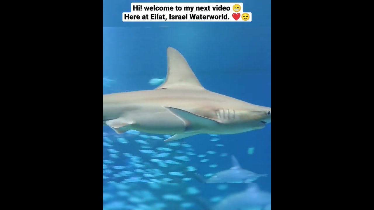 Eilat, Israel Underwater Observatory Park❤️ (pt-1)  | subscribe for more🙏😌
