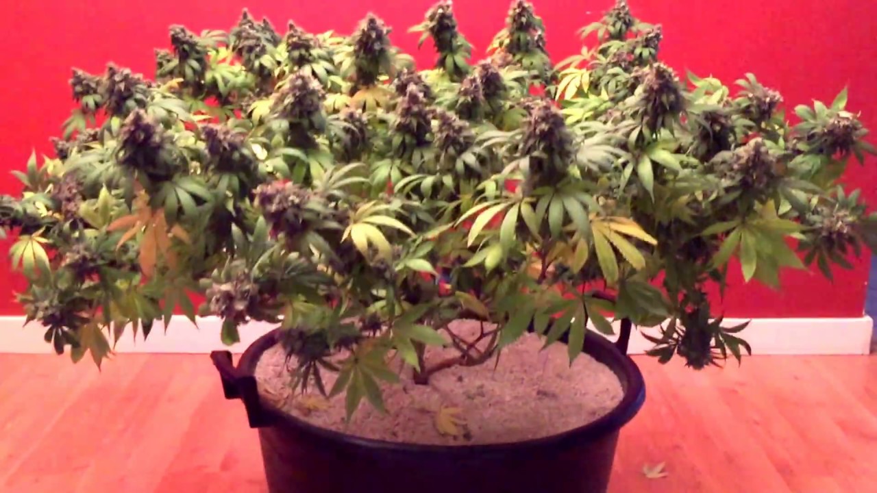 Harvest day! T5 PowerVEG grow is finished!