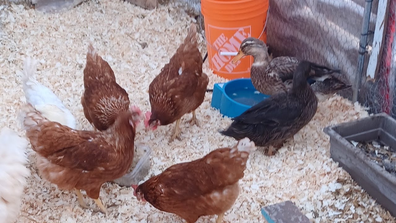 Dino Nuggets Chicken Live Cam