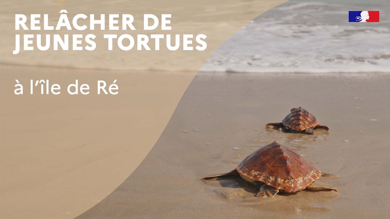 Relâcher de jeunes tortues à l'île de Ré