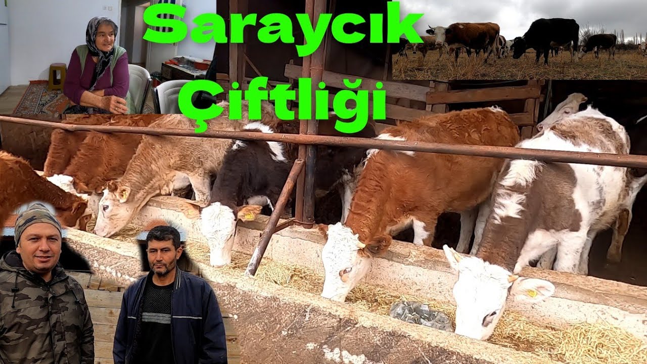 Büyükbaş Mera Hayvancılığı - Yerli Melezi İnekler - Saraycık çiftliği #hayvancılık #açıkbesi