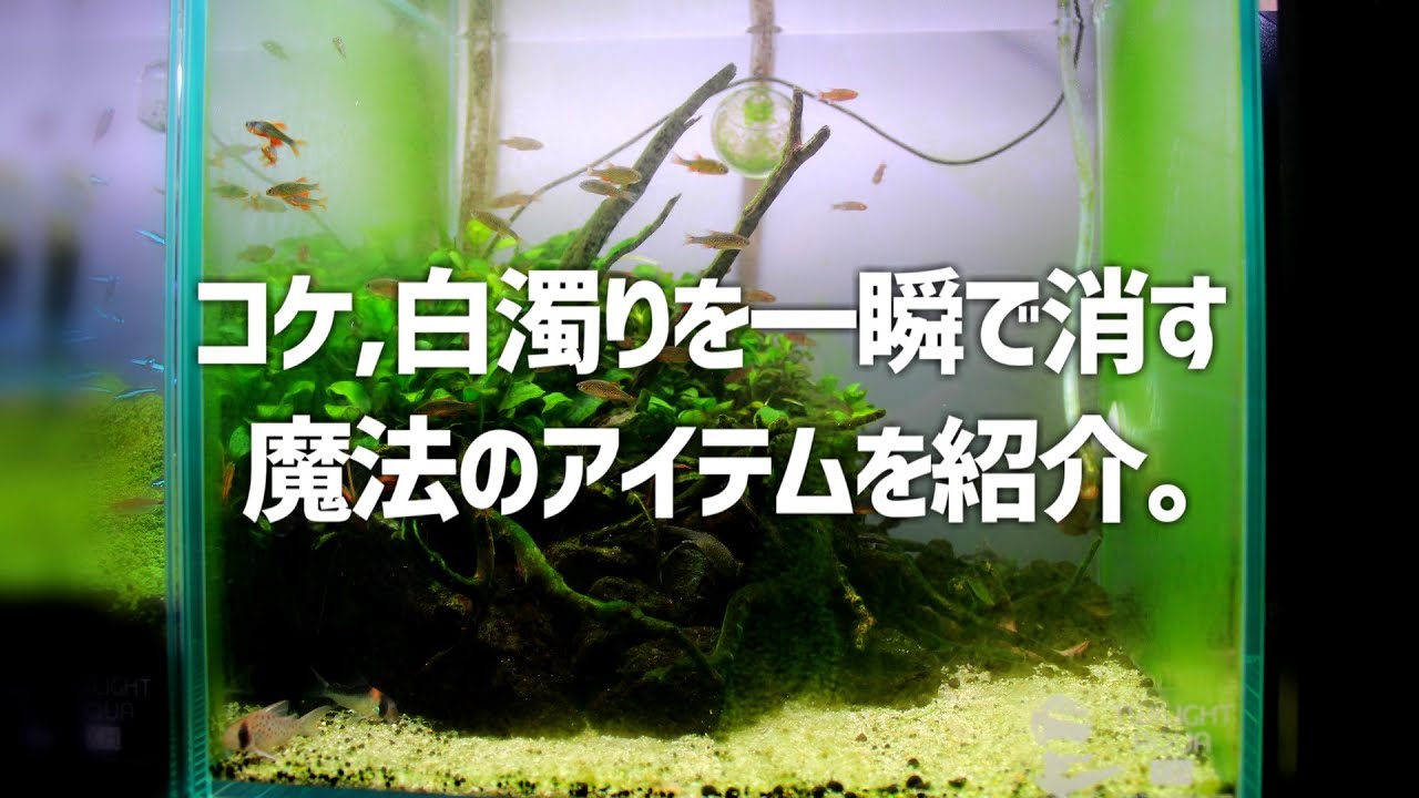 水をガチでピカピカにする秘密の商品を紹介。アオコ、白濁りに効果抜群！#280【アクアリウム】