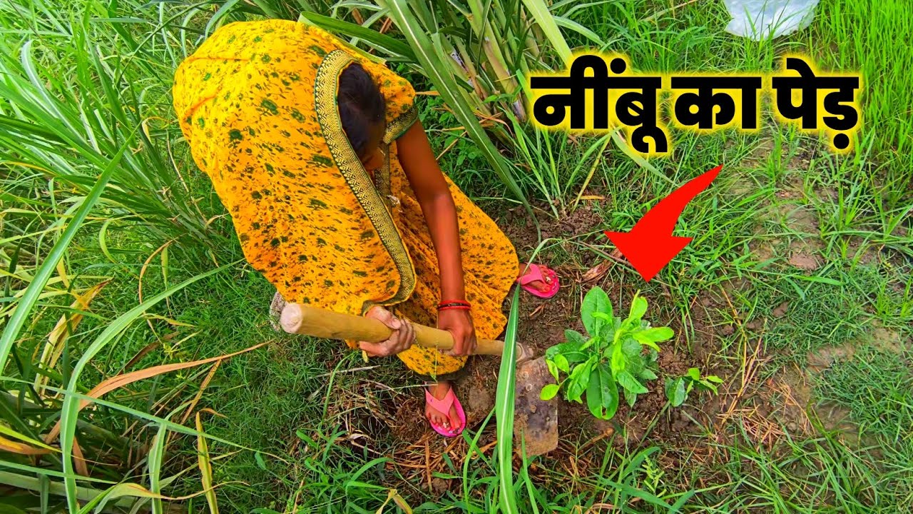 अपने खेतों में नींबू का पेड़लगाया | nimbu ka ped lagate hue | village lifestyle