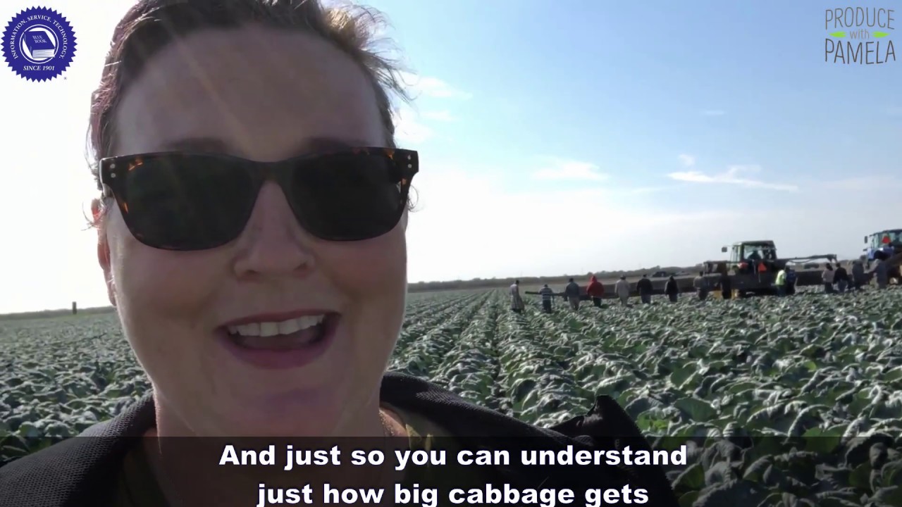 Cabbage harvest in the Rio Grande Valley