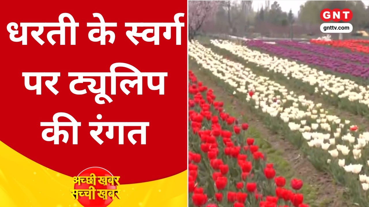 Western Disturbance से पहाड़ों में बर्फबारी, मैदानी इलाकों में बारिश, Srinagar में खुला Tulip Garden