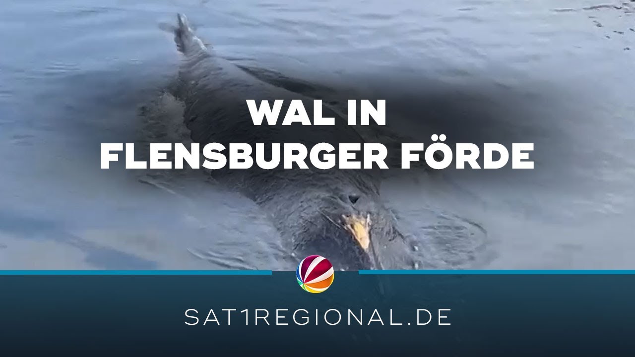Buckelwal in Flensburger Förde gesichtet
