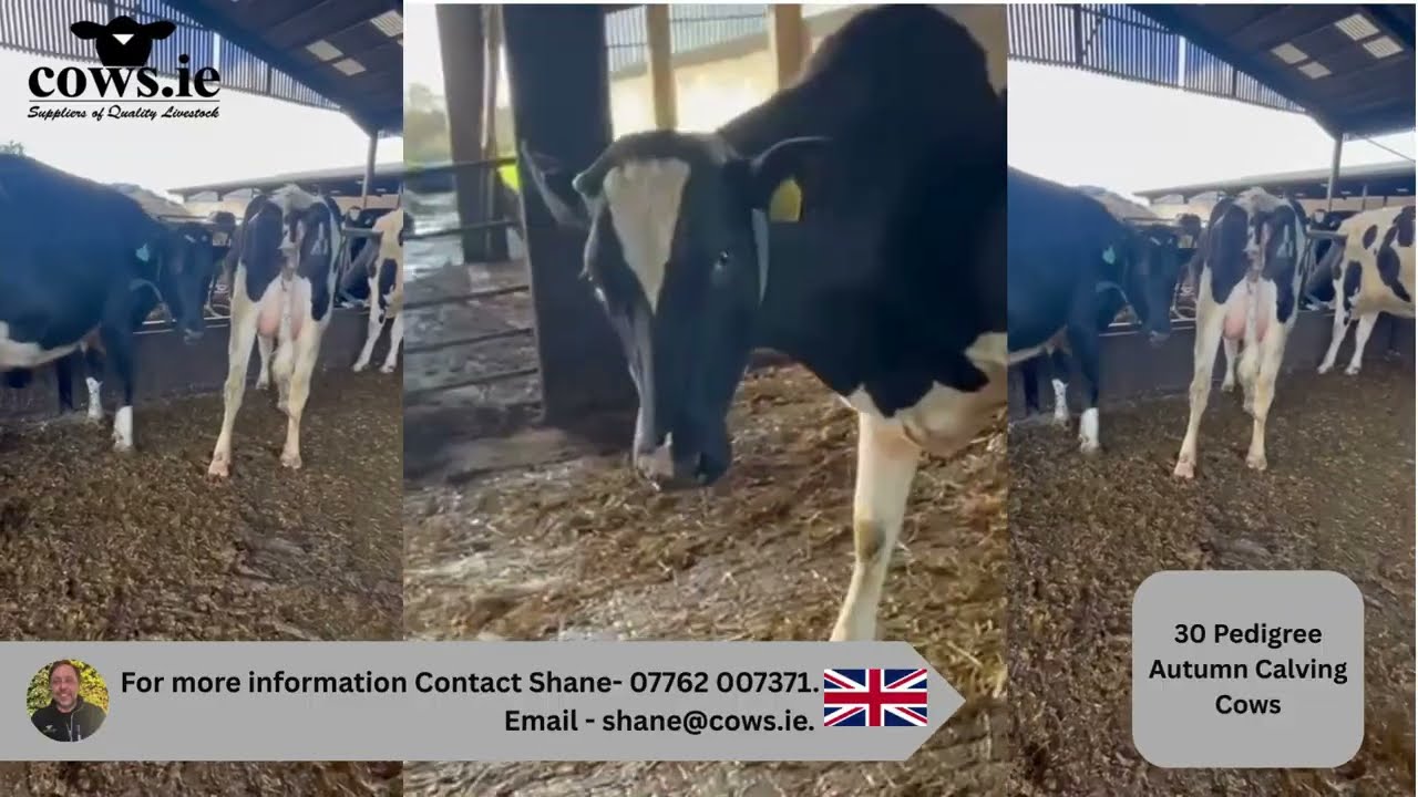 FOR SALE - 30 Pedigree Autumn calving cows