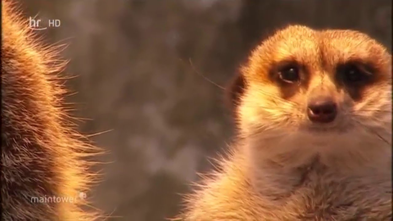 Der Opel-Zoo im Winter