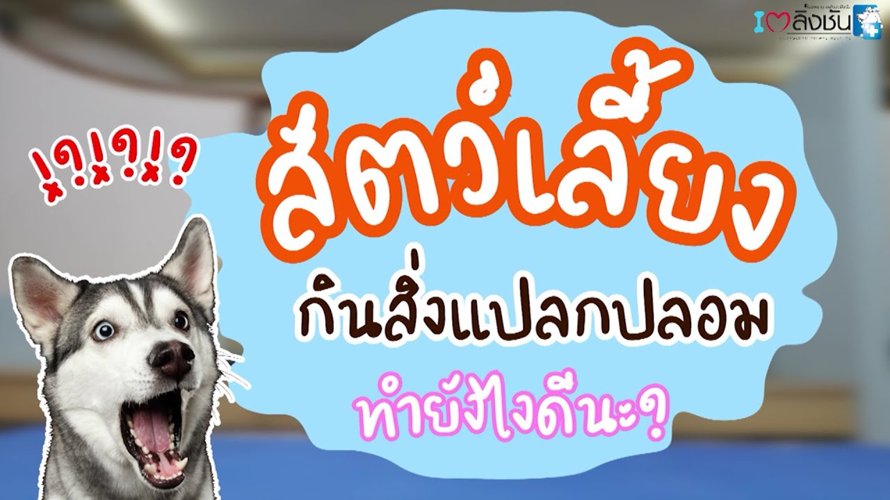 ทำยังไงดี...เมื่อสัตว์เลี้ยงที่คุณรักกินสิ่งแปลกปลอม !!
