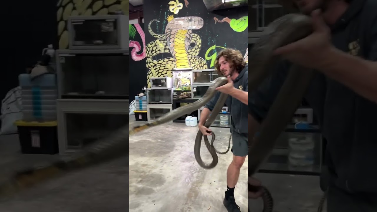 Cranky King Cobra! #shorts #KingCobra #Snakes