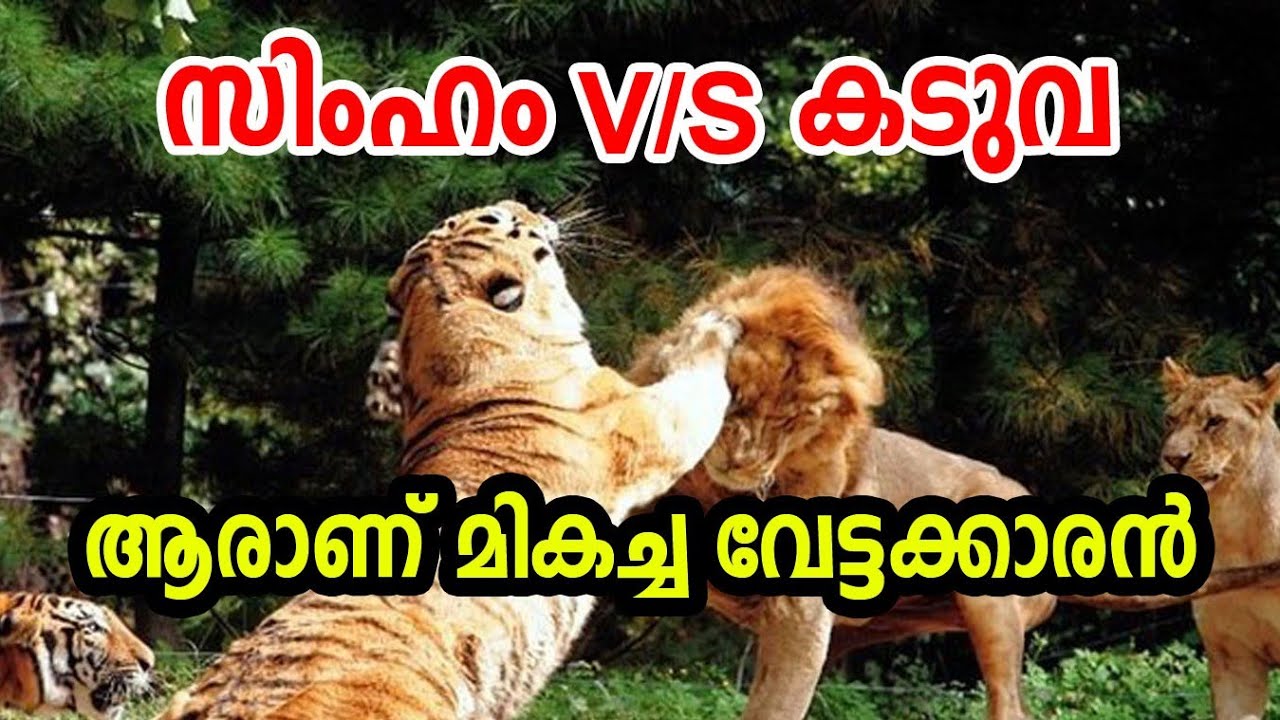 Lion V/S Tiger Who is the best hunter?  സിംഹം ആണോ കടുവ ആണോ മികച്ച വേട്ടക്കാരൻ?  Skills Explained